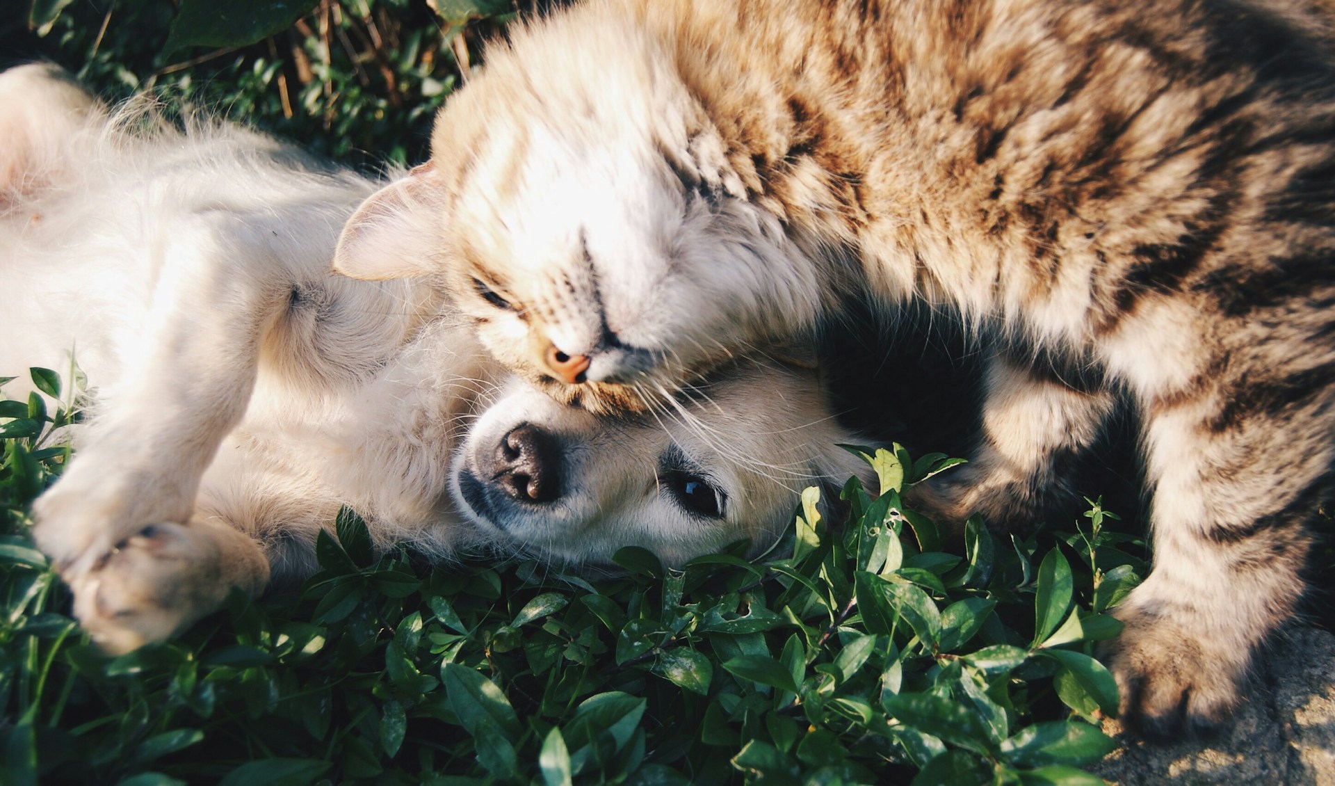 Confira dicas especiais para cuidar do seu pet em casa. Aproveite com os bichinhos dentro do seu apartamento com muito conforto!