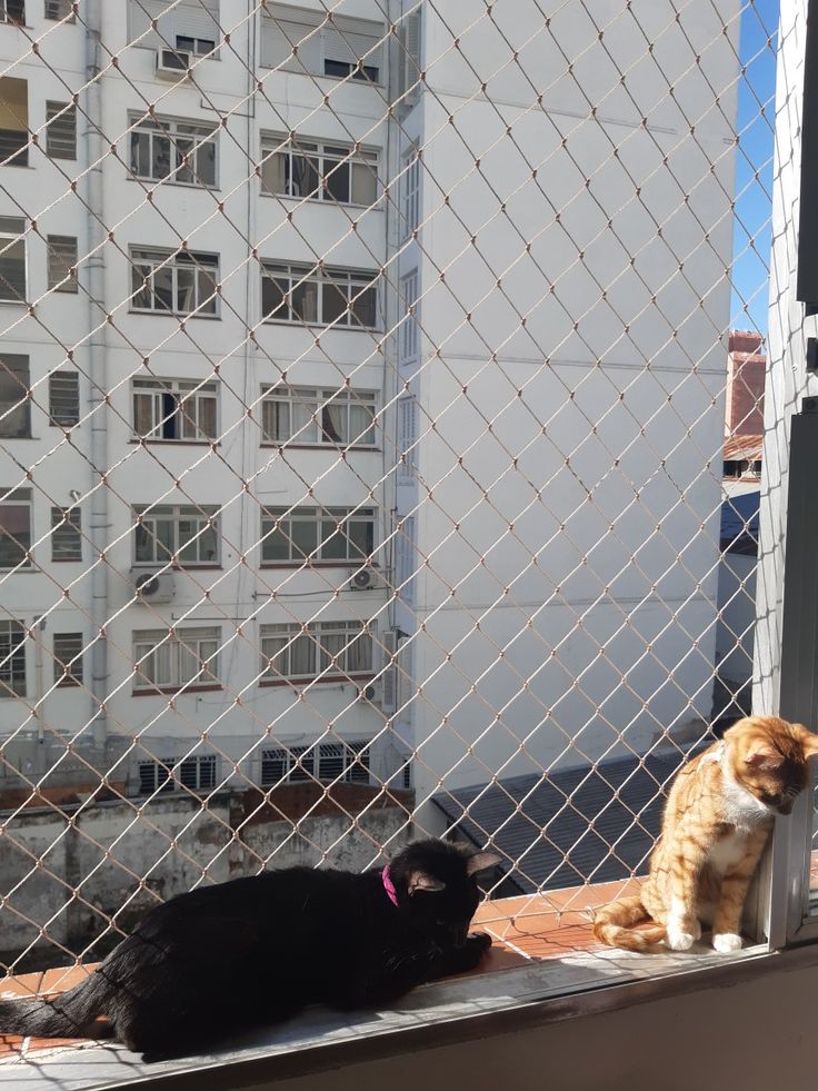 Telas de proteção para gatos.