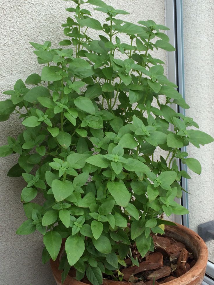 O manjericão é uma das plantas pet friendly. 